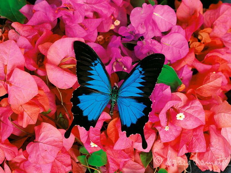 Blue Butterfly on Flowers — Pink, Vibrant