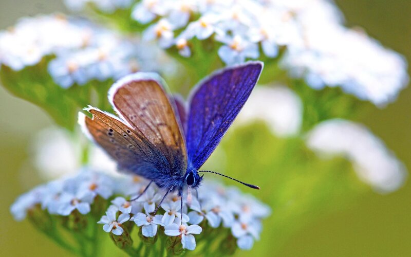 Blue Butterfly on Flowers — Purple, Calm