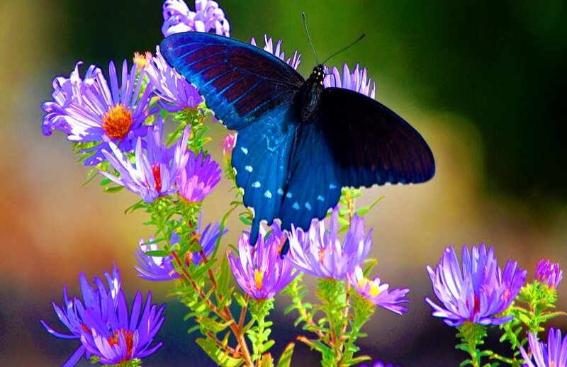 Blue Butterfly on Flowers — Purple, Serene