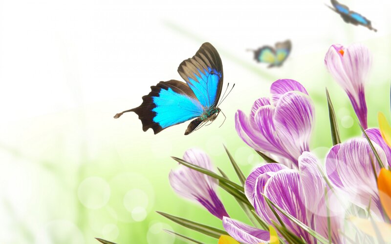Blue Butterfly on Flowers — Purple