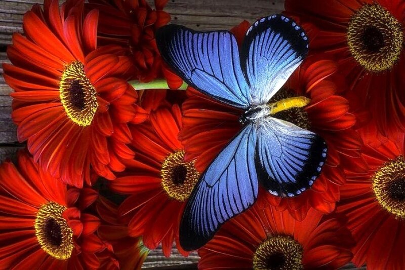 Blue Butterfly on Flowers — Red