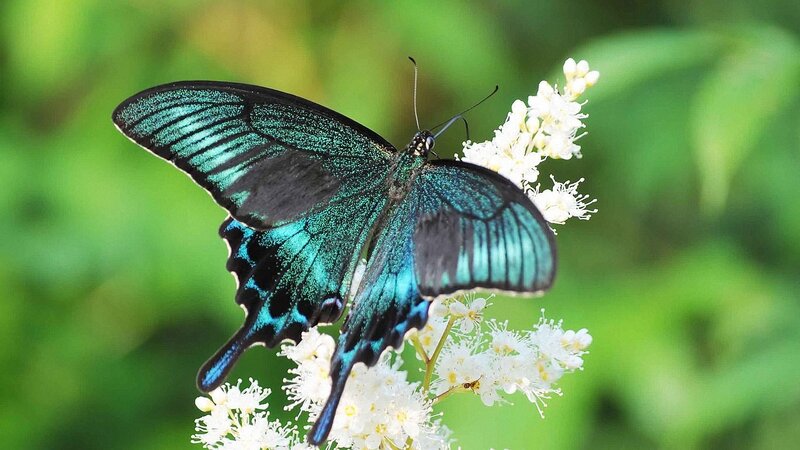 Blue Butterfly on Flowers — Serene, Afternoon, Photograph, Greenery, Insect