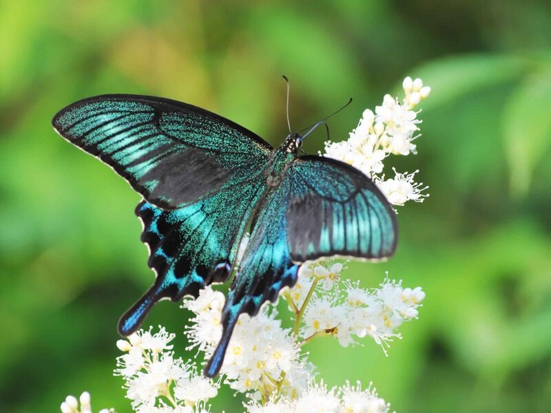 Blue Butterfly on Flowers — Serene, Afternoon, Photograph, Greenery