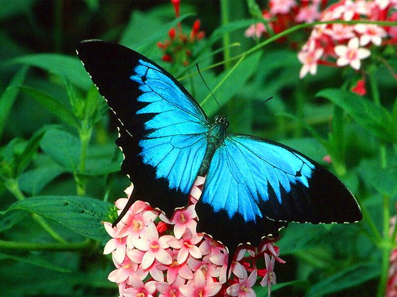 Blue Butterfly on Flowers — Serene, Afternoon, Photograph, Leaves