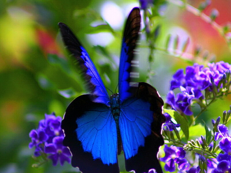 Blue Butterfly on Flowers — Serene, Afternoon
