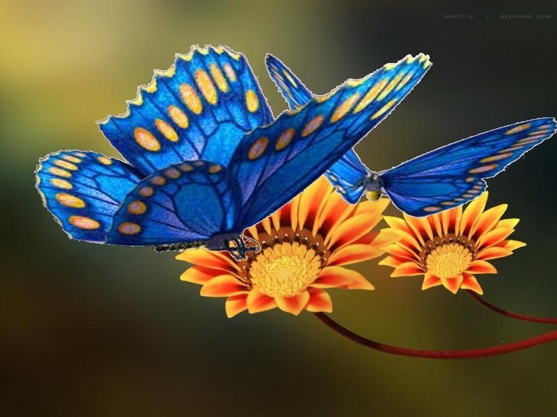 Blue Butterfly on Flowers — Serene, Digital Art