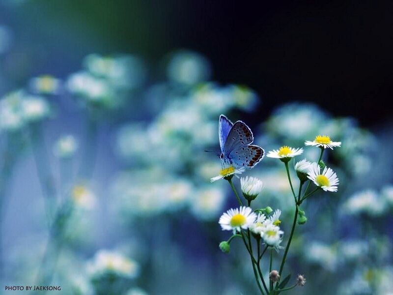 Blue Butterfly on Flowers — Serene, Morning
