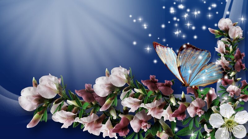 Blue Butterfly on Flowers — Serene, Night