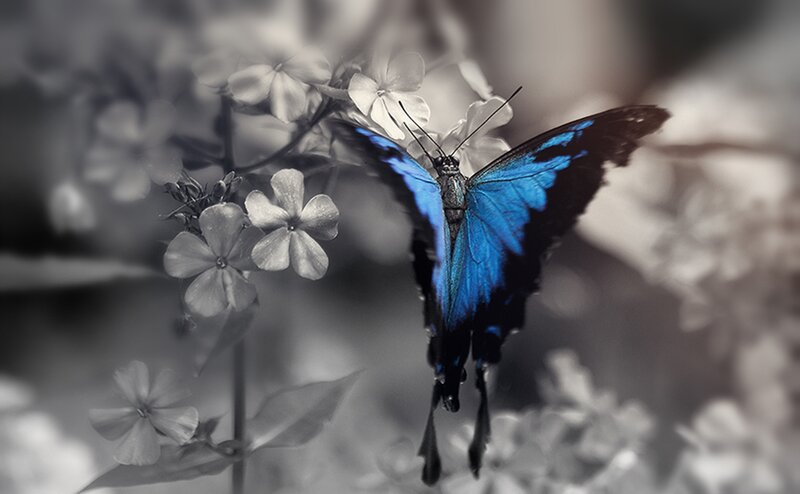 Blue Butterfly on Flowers — Serene, Photograph