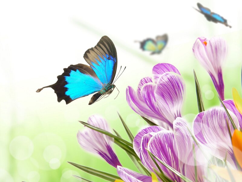 Blue Butterfly on Flowers — Serene, Spring