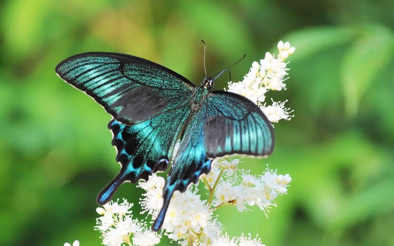 Blue Butterfly on Flowers — Serene, Summer