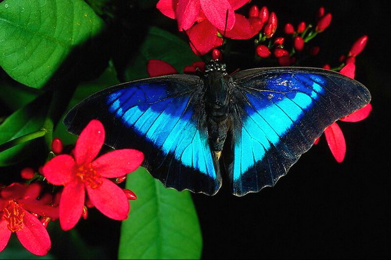 Blue Butterfly on Flowers — Vibrant, Night