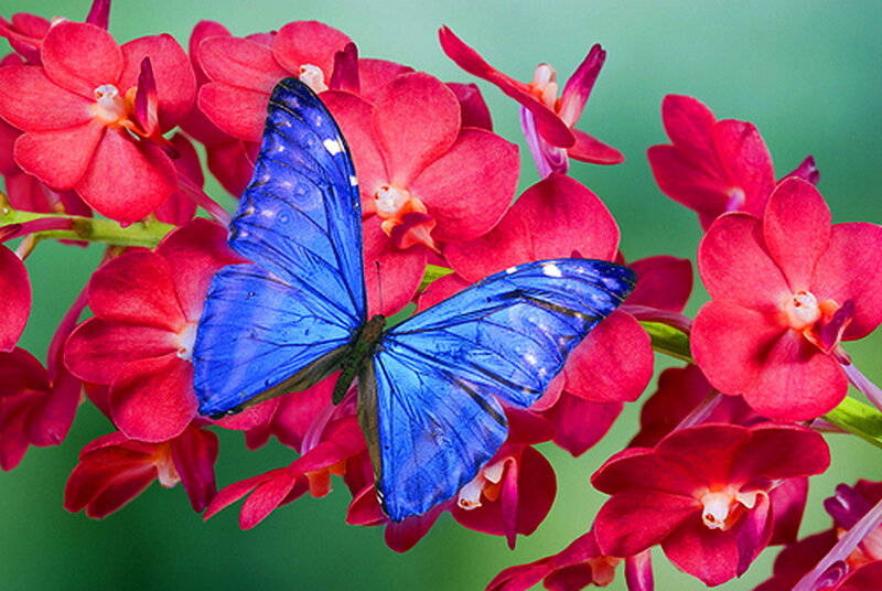 Blue Butterfly on Flowers — Vibrant, Photograph