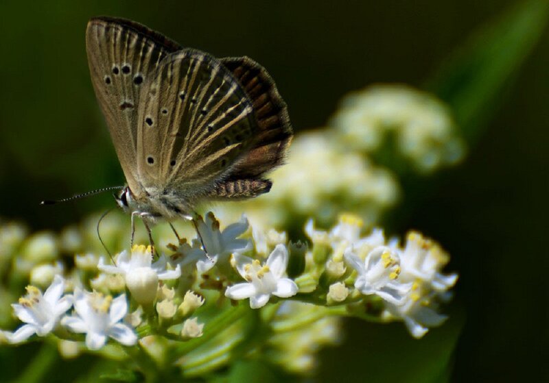 Blue Butterfly on Flowers — White