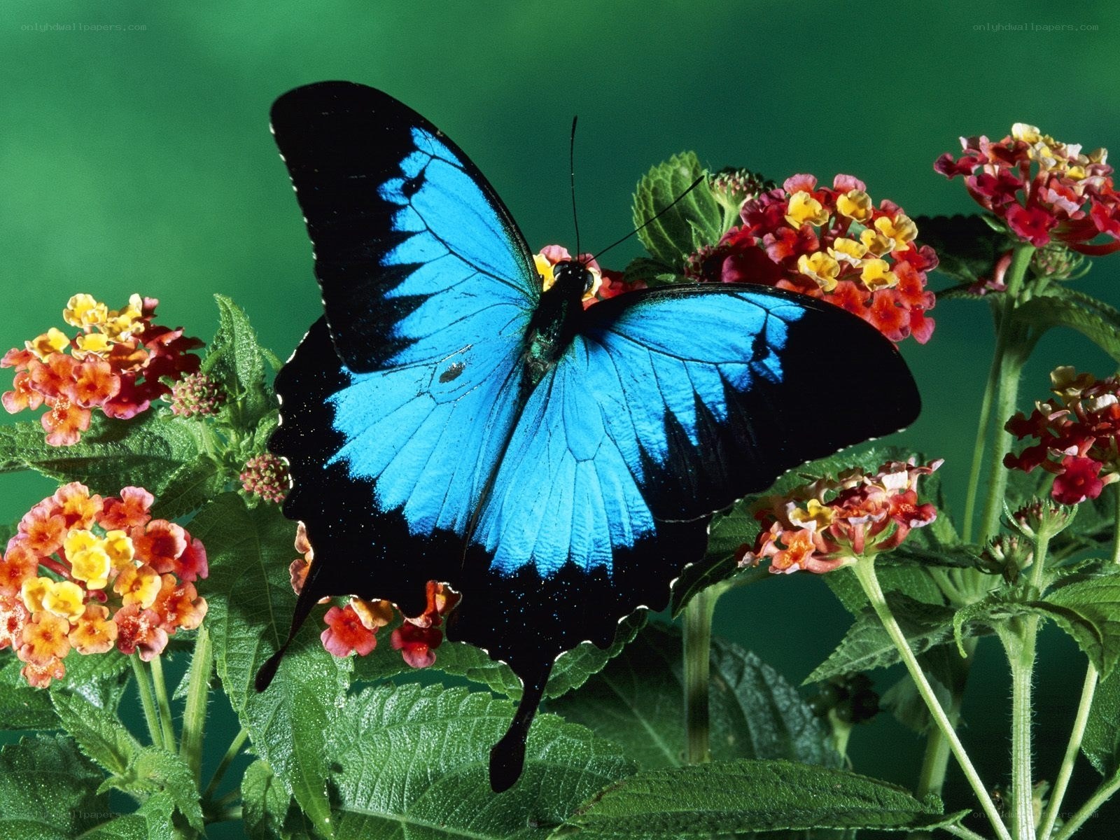Blue butterfly on flowers