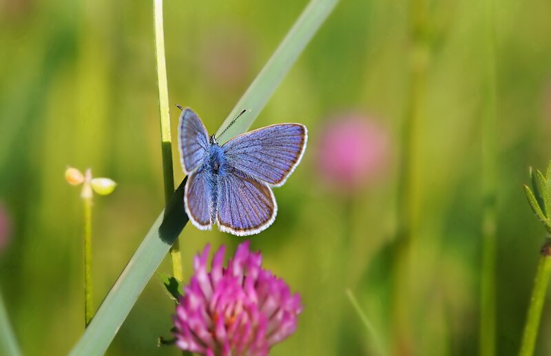 Blue butterfly on grass