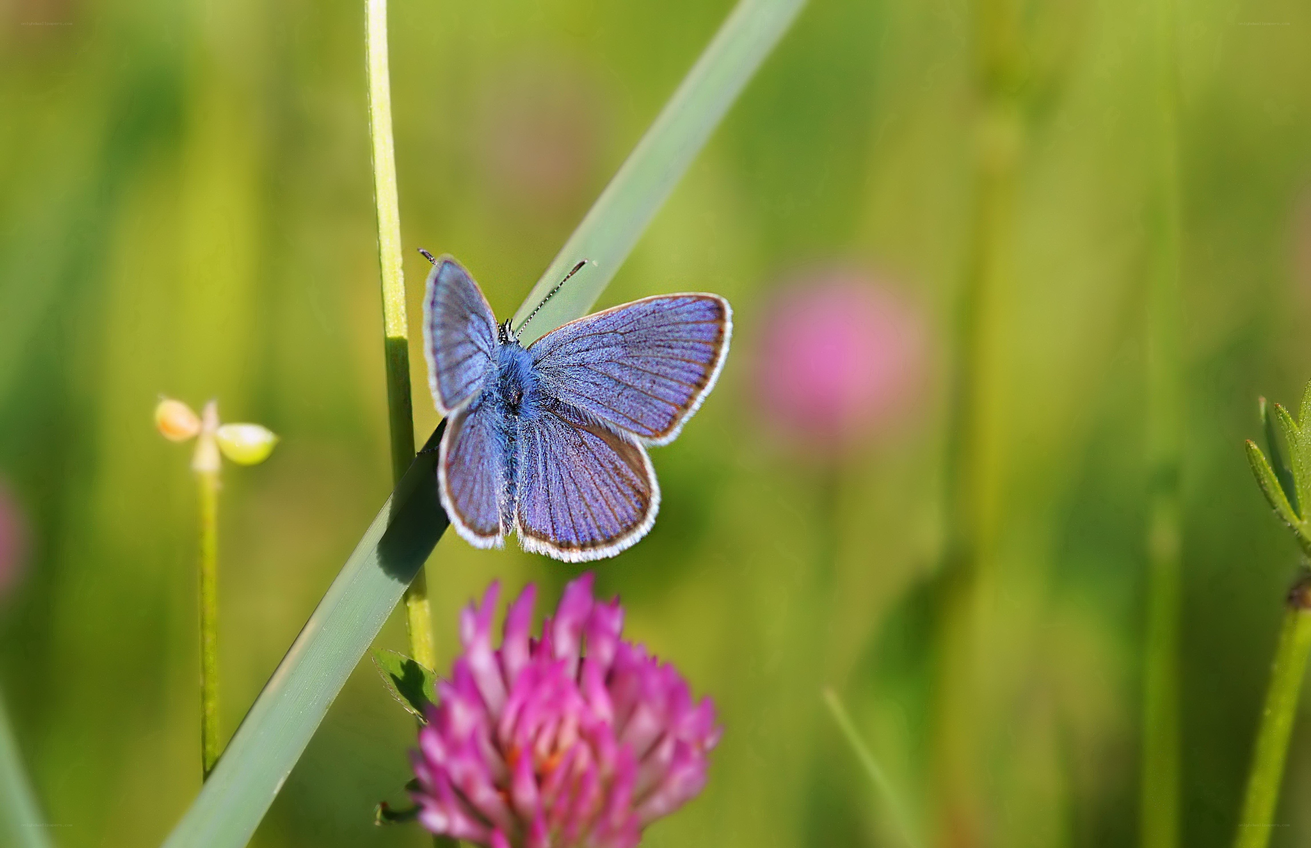 Blue butterfly on grass