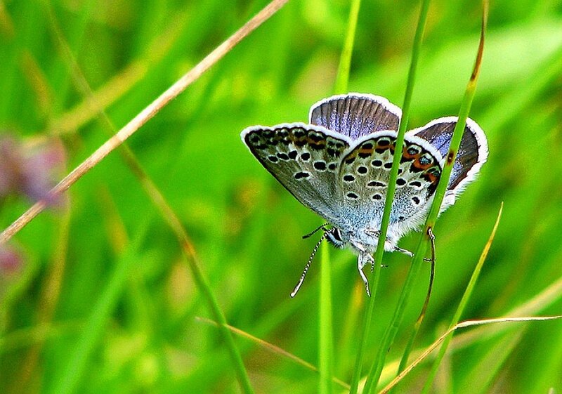 Blue butterfly on grass