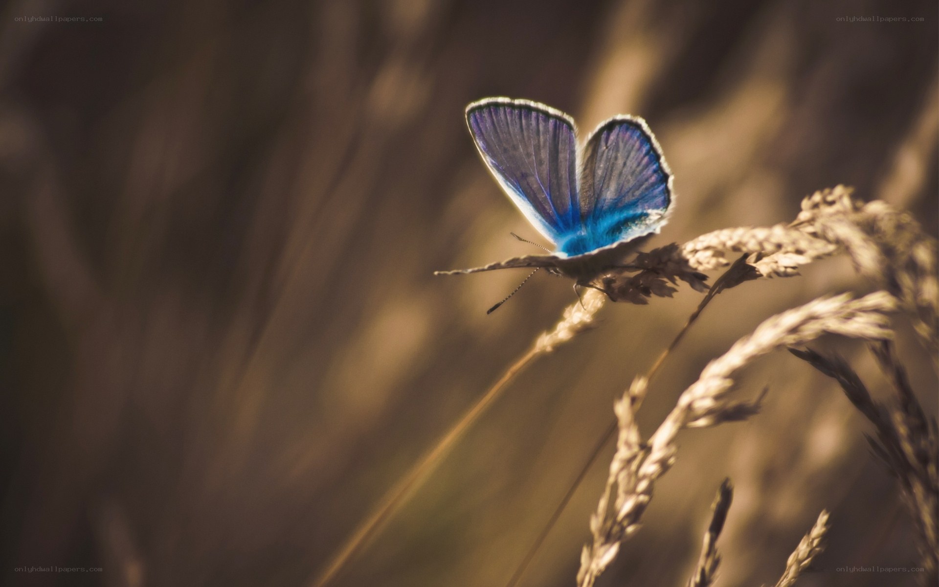 Blue butterfly on grass