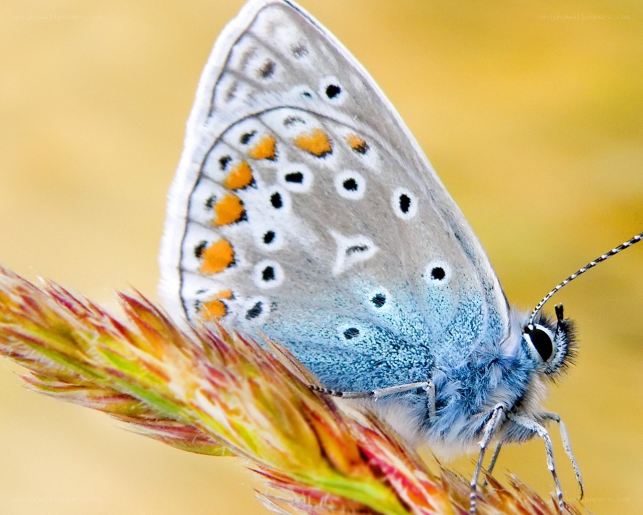 blue butterfly on grass