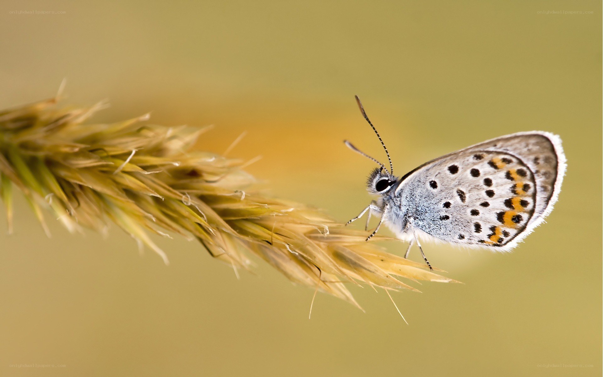 blue butterfly on grass