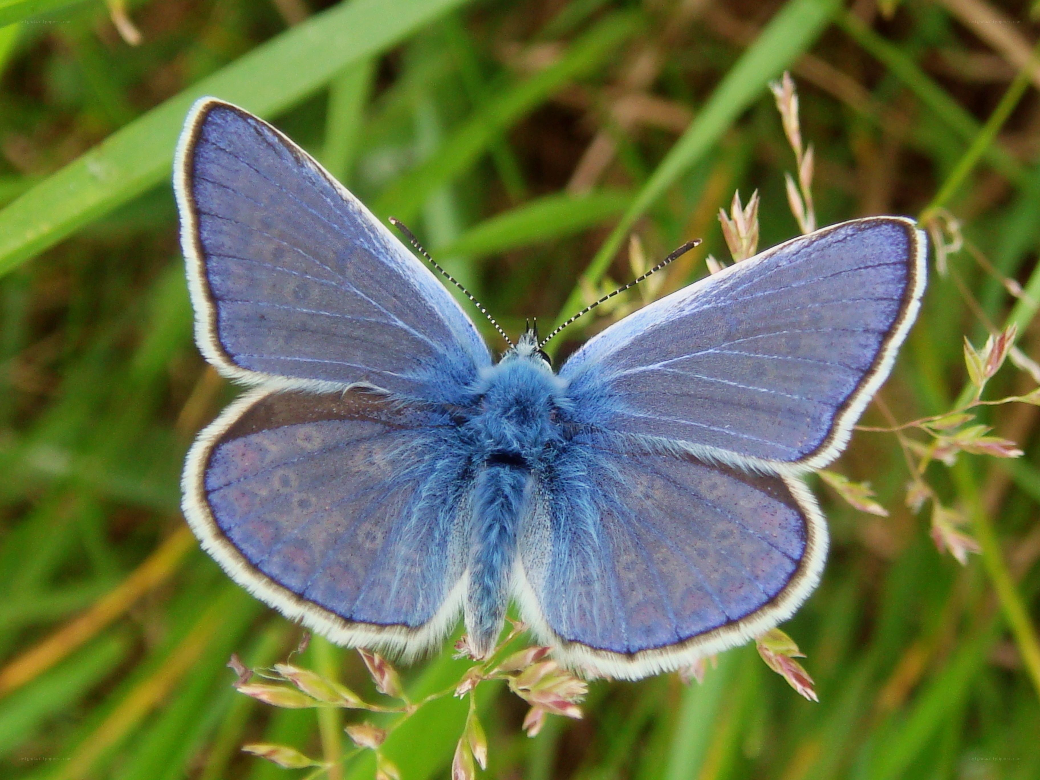blue butterfly on grass