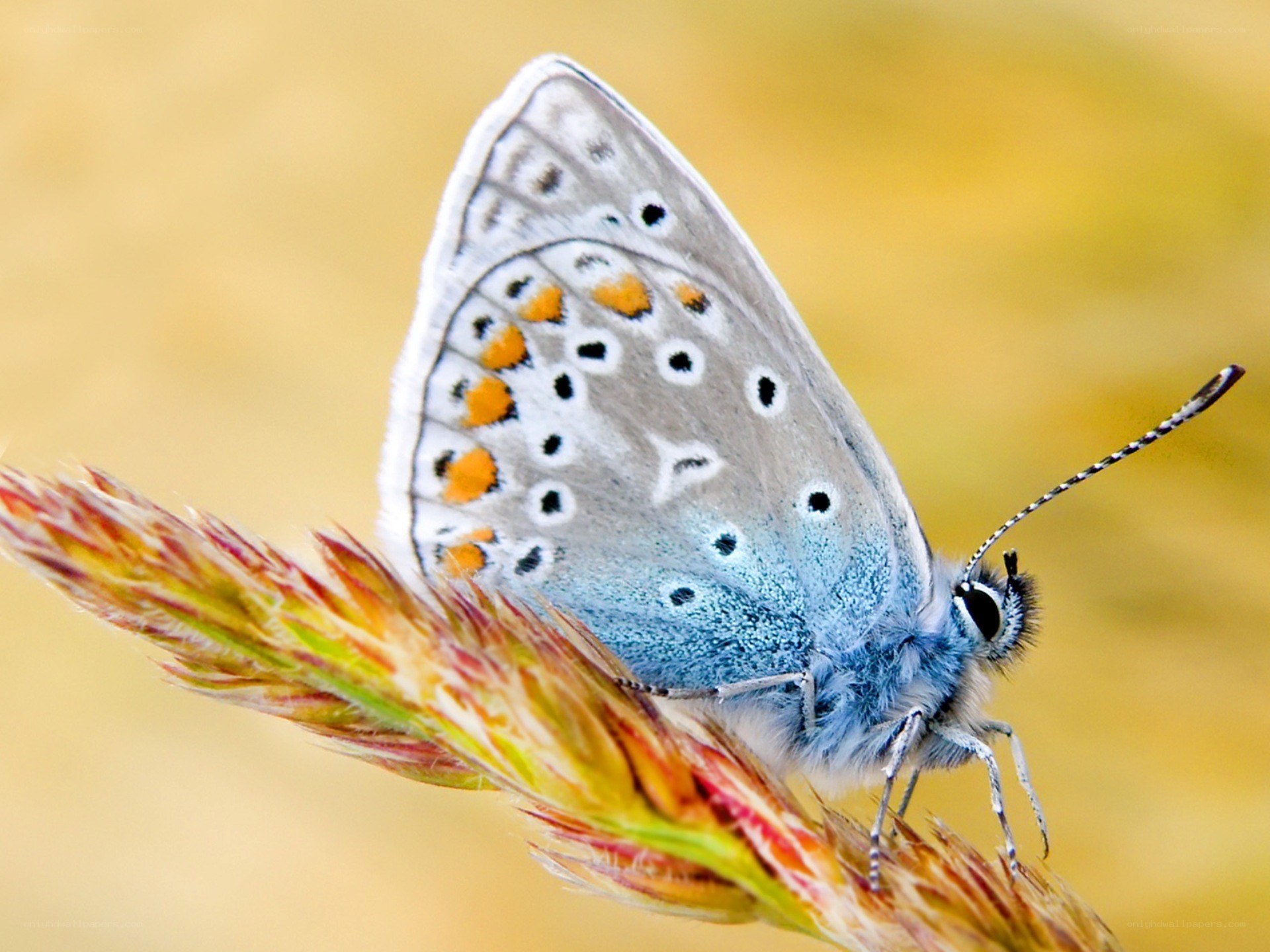 blue butterfly on grass