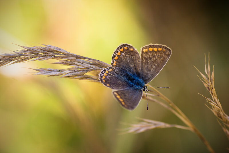 Blue Butterfly on Grass — Brown