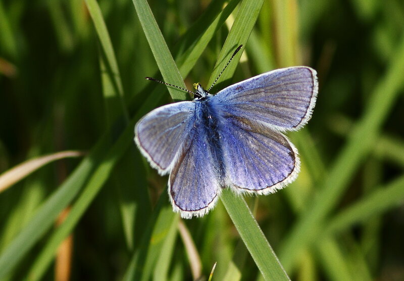 Blue Butterfly on Grass — Calm, Afternoon, Photograph
