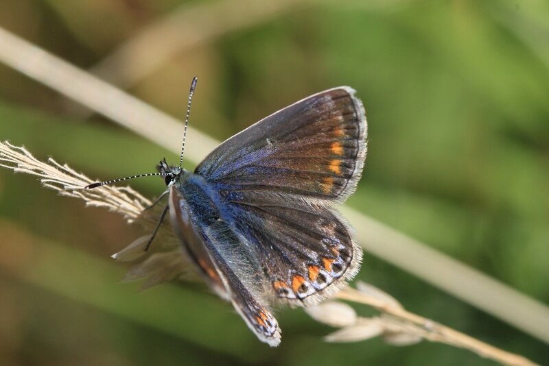Blue Butterfly on Grass — Calm, Afternoon