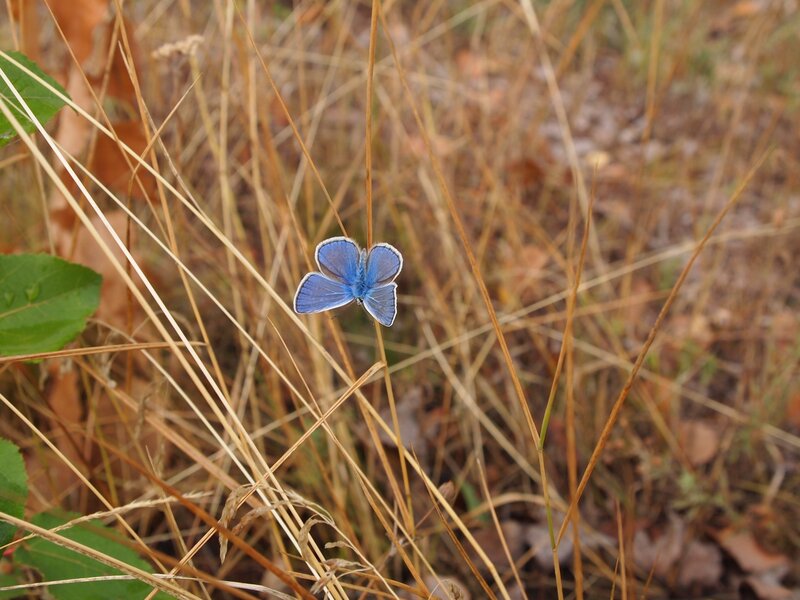 Blue Butterfly on Grass — Calm, Autumn