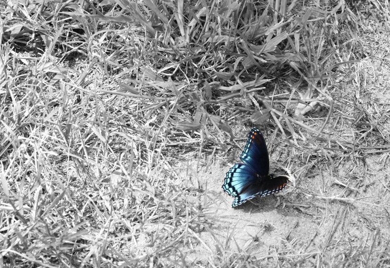 Blue Butterfly on Grass — Calm, Photograph, Sand