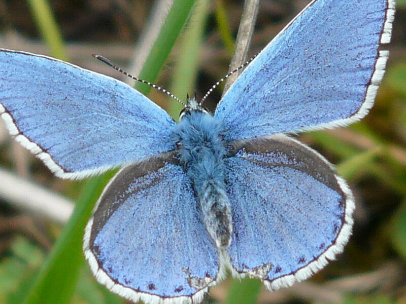 Blue Butterfly on Grass — Calm, Photograph