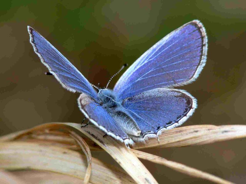 Blue Butterfly on Grass — Calm, Photograph, Wing