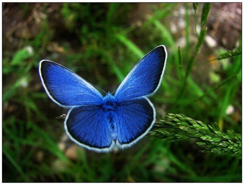 Blue Butterfly on Grass — Calm