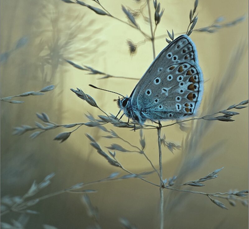 Blue Butterfly on Grass — Gray
