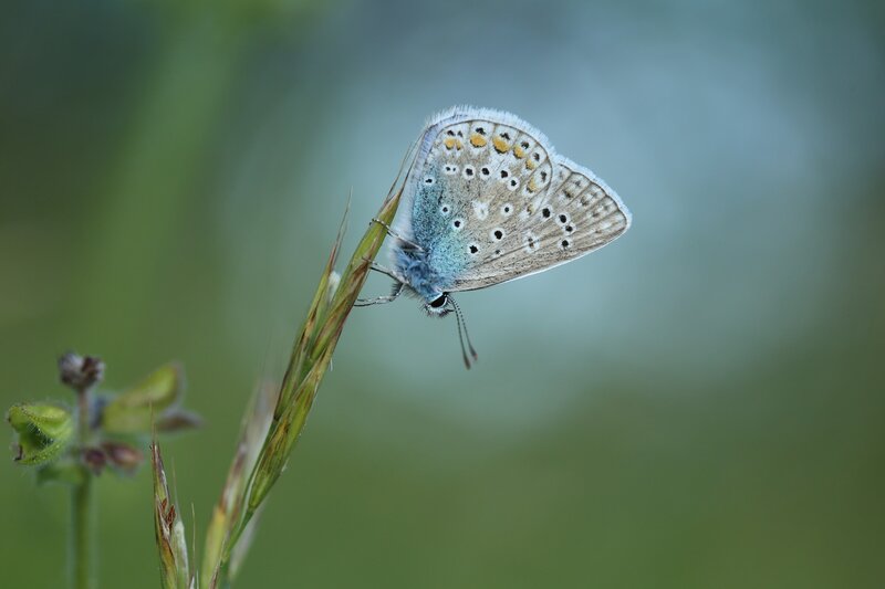 Blue Butterfly on Grass — Green, Calm