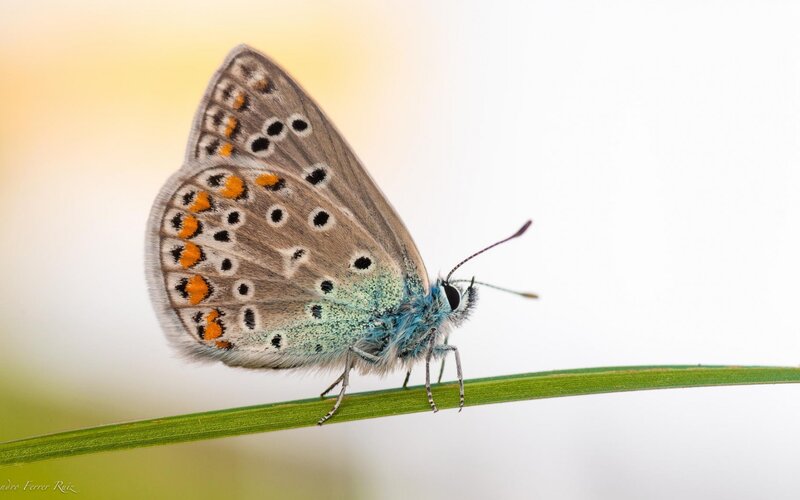 Blue Butterfly on Grass — Green, Serene, Morning, Photograph