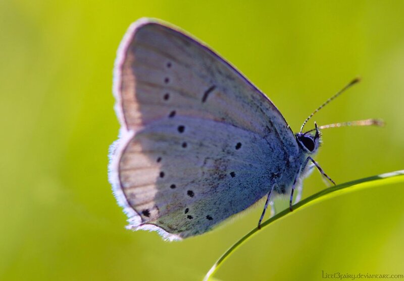 Blue Butterfly on Grass — Green, Serene, Morning