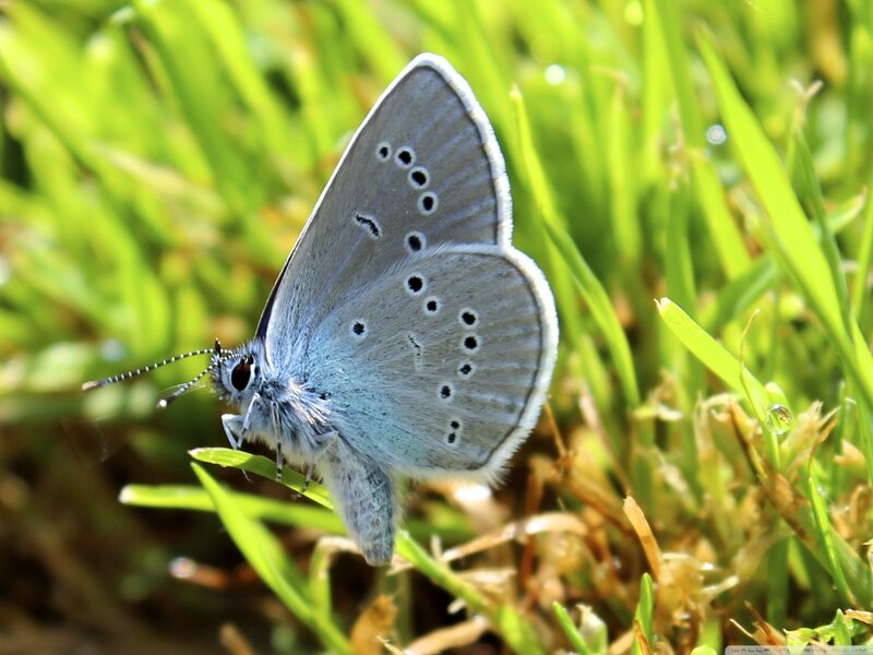 Blue Butterfly on Grass — Green, Serene
