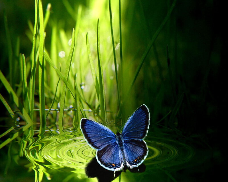 Blue Butterfly on Grass — Green