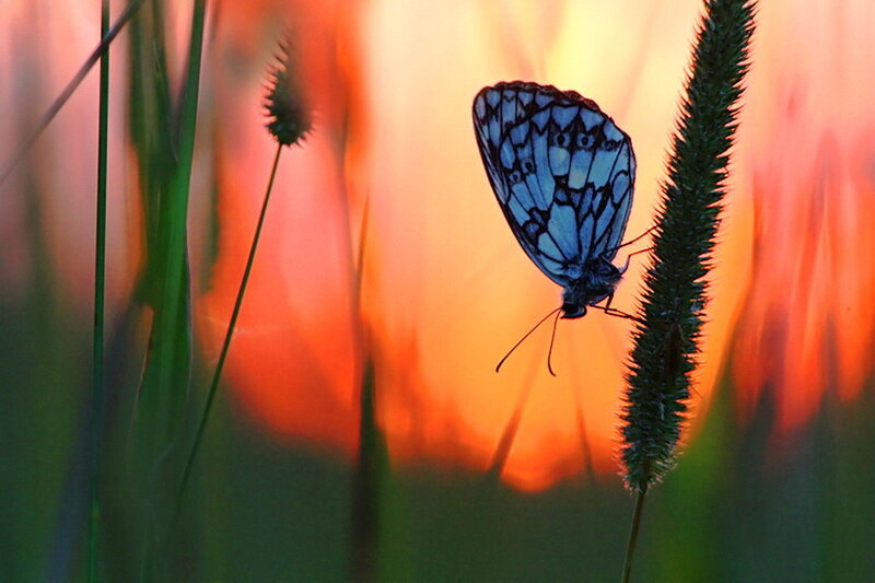 Blue Butterfly on Grass — Orange