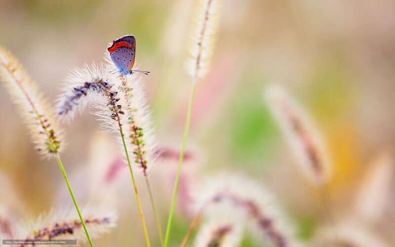 Blue Butterfly on Grass — Purple, Serene, Afternoon