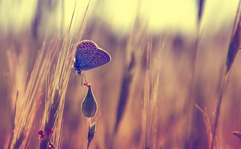 Blue Butterfly on Grass — Purple
