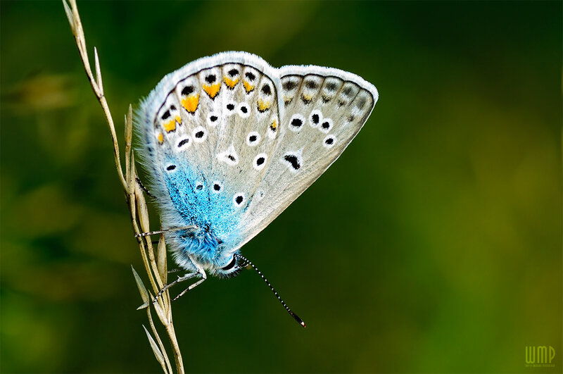 Blue Butterfly on Grass — Serene, Afternoon