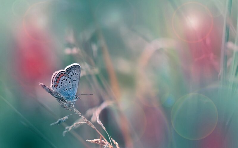 Blue Butterfly on Grass — Serene, Morning