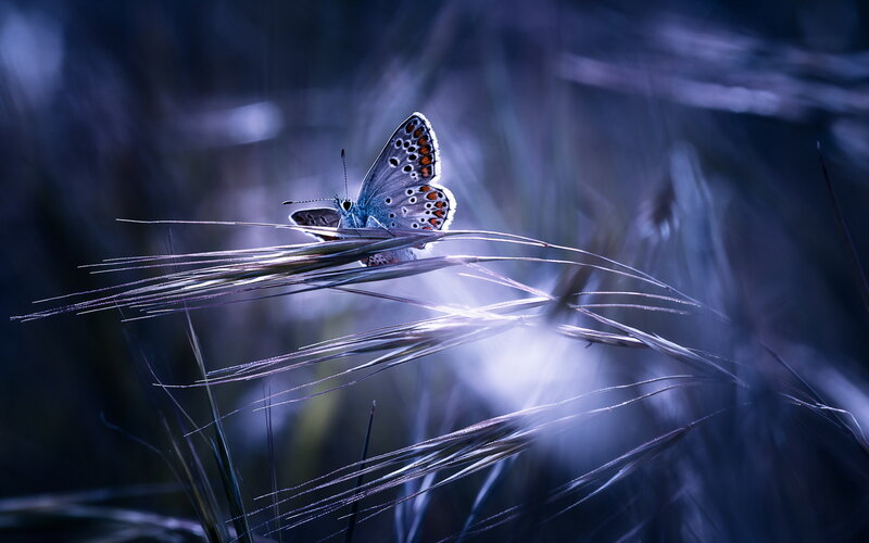 Blue Butterfly on Grass — Serene, Night