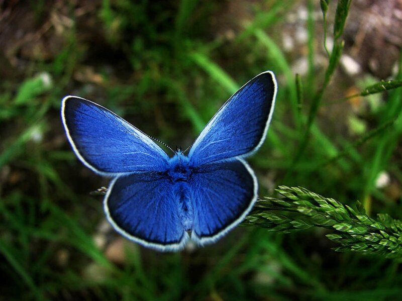Blue Butterfly on Grass — Serene, Photograph