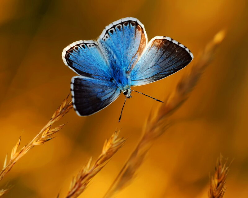 Blue Butterfly on Grass — Serene, Sunset, Photograph