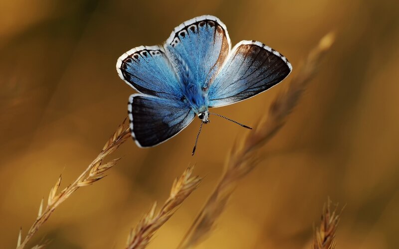 Blue Butterfly on Grass — Serene, Sunset, Photograph, Wings